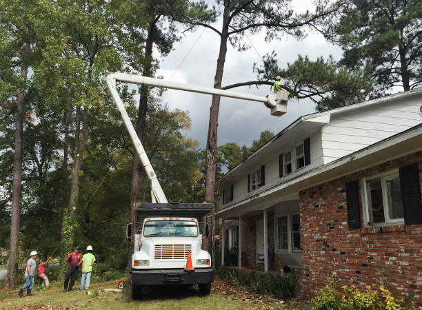 Tree and Shrub Care in Hinckley, MN