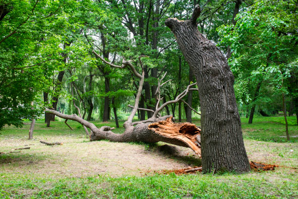 How Our Tree Care Process Works  in  Hinckley, MN