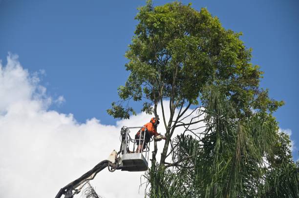 Hinckley, MN Tree Removal Services Company